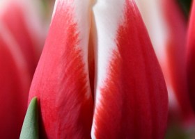 Tulipa De Dijk (3)