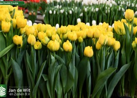 Tulipa Double Trouble (1)