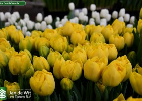 Tulipa Double Trouble (2)