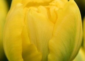 Tulipa Double Trouble (3)