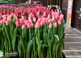 Tulipa Heartbeat (1)