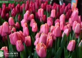 Tulipa Heartbeat (2)
