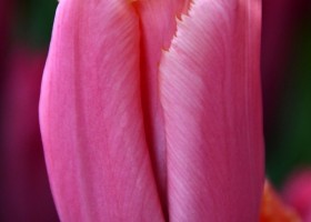 Tulipa Heartbeat (3)