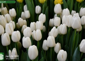 Tulipa Ice Rif (2)
