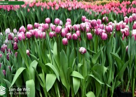 Tulipa Joser (1)