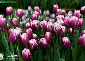 Tulipa Joser (2)