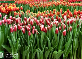 Tulipa La Mancha (1)