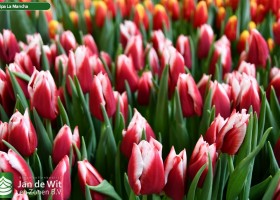 Tulipa La Mancha (2)