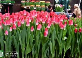 Tulipa Liliane Gronert (1)