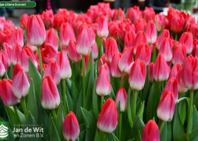 Tulipa Liliane Gronert (2)