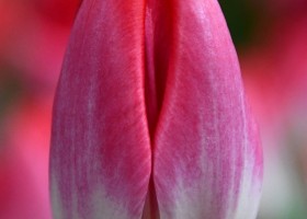 Tulipa Liliane Gronert (3)