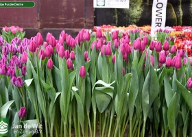 Tulipa Purple Desire (1)