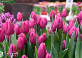 Tulipa Purple Desire (2)