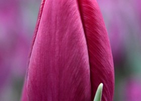 Tulipa Purple Desire (3)