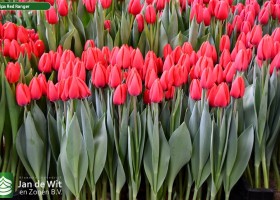 Tulipa Red Ranger (1)