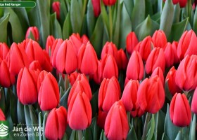Tulipa Red Ranger (2)