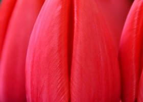 Tulipa Red Ranger (3)