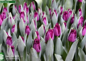 Tulipa San George (2)