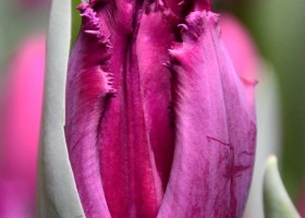 Tulipa San George (3)