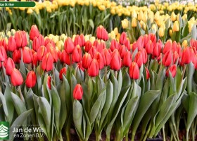 Tulipa Striker (1)