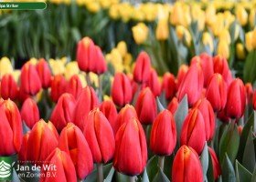 Tulipa Striker (2)