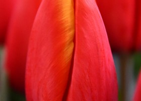 Tulipa Striker (3)