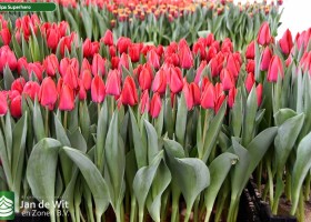 Tulipa Superhero (1)