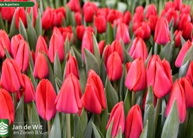 Tulipa Superhero (2)