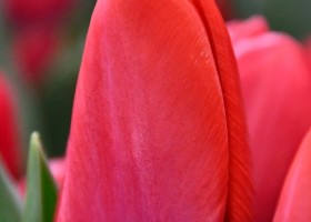Tulipa Superhero (3)