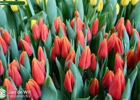 Tulipa Titan (2)