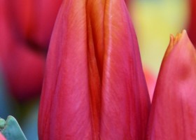 Tulipa Titan (3)