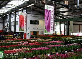 Tulip Trade Show 2023