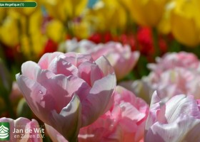 Tulipa Angelique (1)