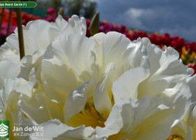 Tulipa Avant Garde (1)