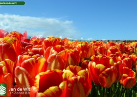 Tulipa Banja Luka (1)