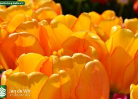 Test planting tulips