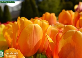 Tulipa Blushing Apeldoorn 2