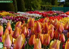 Tulipa Blushing Lady (3)