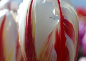 Tulipa Carnaval de Rio (1)