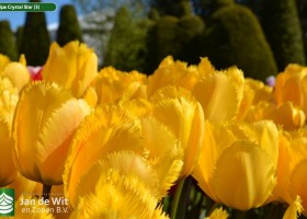 Tulipa Crystal Star (3)