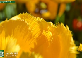 Tulipa Crystal Star (7)