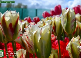 Tulipa Flaming Springgreen 1