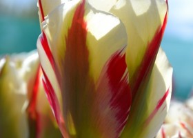 Tulipa Flaming Springgreen 2