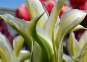 Tulipa Greenstar (2)