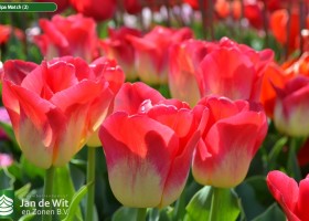 Tulipa Match (2)