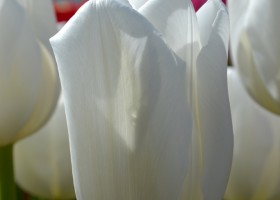 Tulipa Mrs. Medvedeva (1)