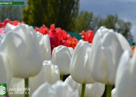 Tulipa Nepal (3)