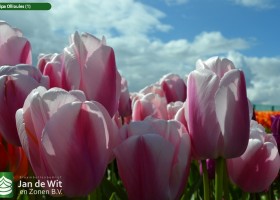 Tulipa Ollioules (1)