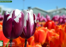 Tulipa Rems Favourite (3)