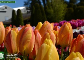 Tulipa Rhapsody of Smiles